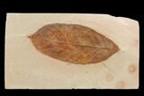 Fossil Ash Leaf (Fraxinus) - Montana #120771-1